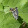 Phytoecia icterica